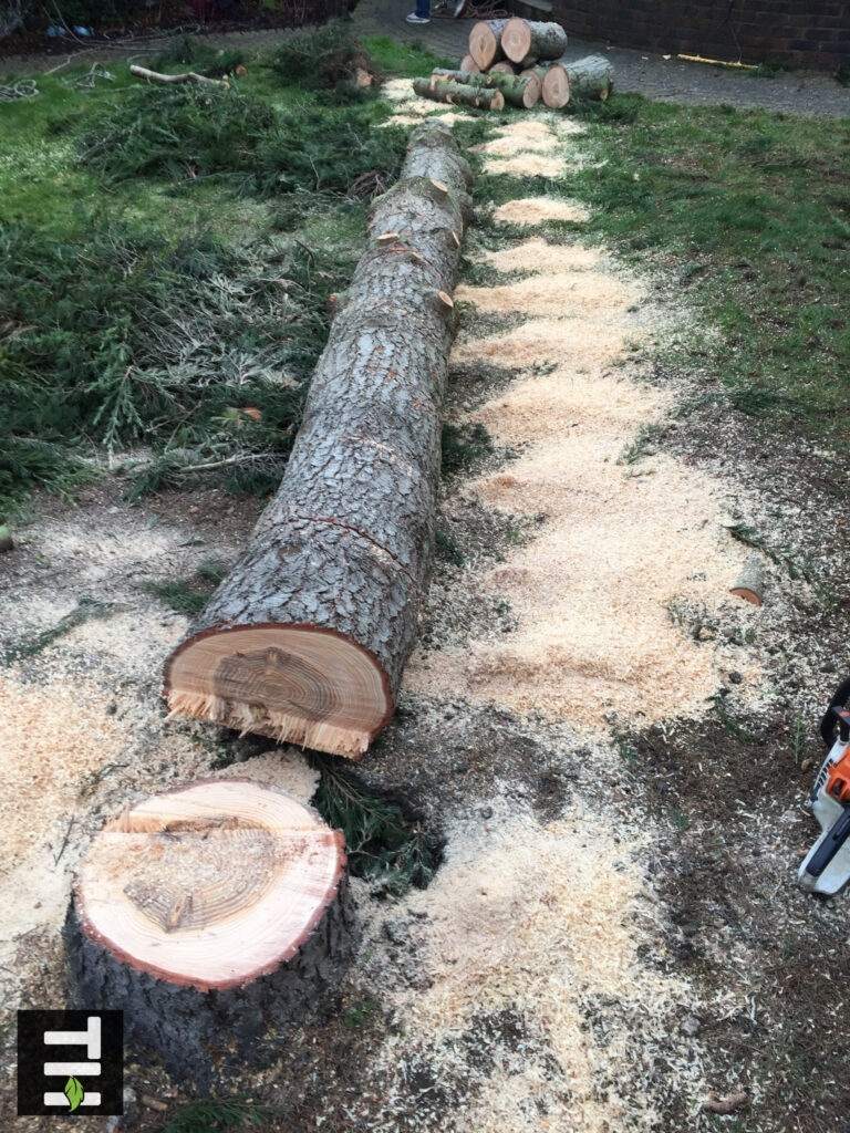 Cedar Tree Removal: Everything You Need to Know