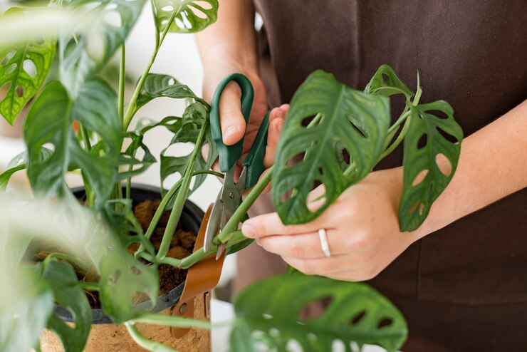 Rare Indoor Plants: Monstera Thai Constellation and Monstera Adansonii for Sale This Season