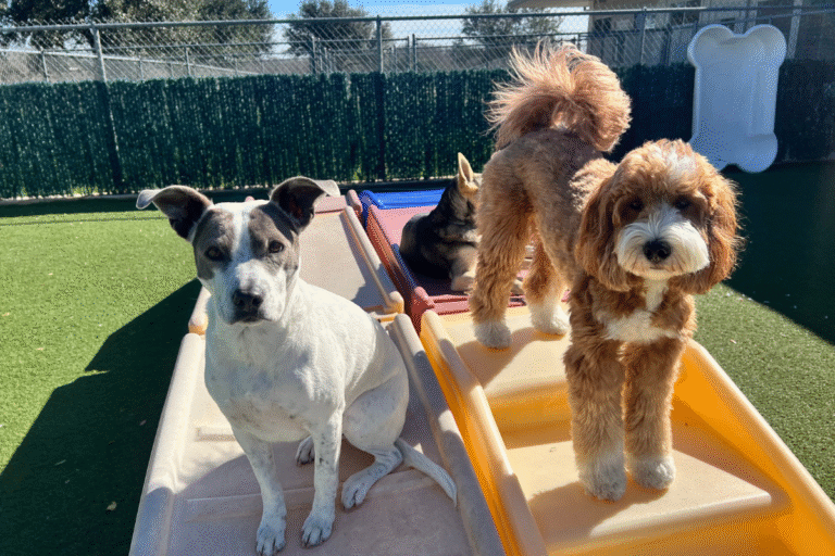 Dog Daycare