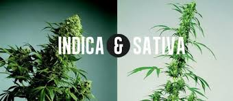 Sativa Strains vs Indica: Understanding the Differences for Seed Collectors