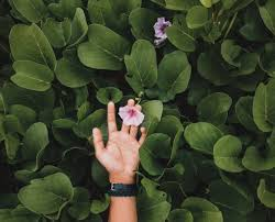 How a Single Flower Can Say So Much